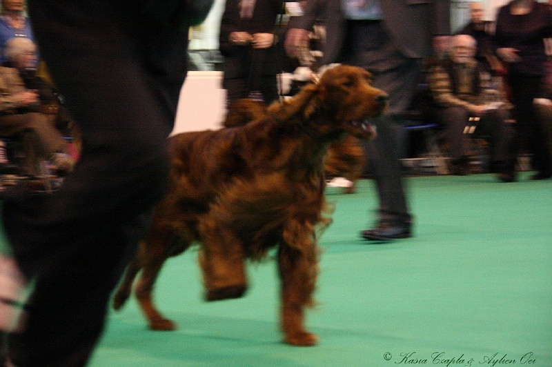 Crufts2011_2 176.jpg